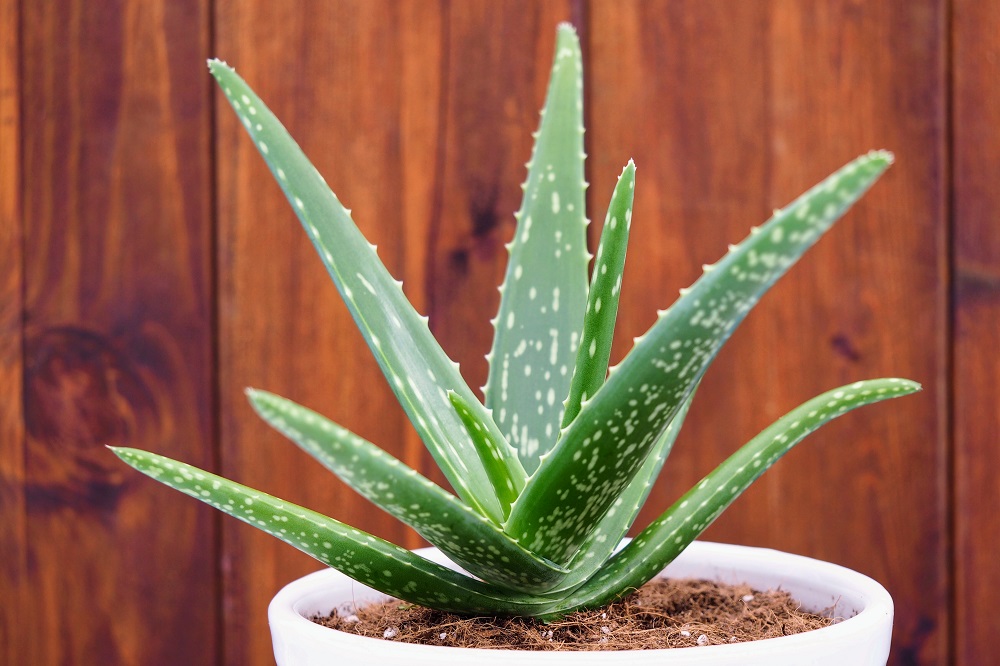 Aloe - che tipo di pianta è?