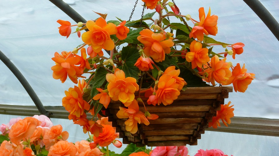 Begonia in vaso - varietà arancione