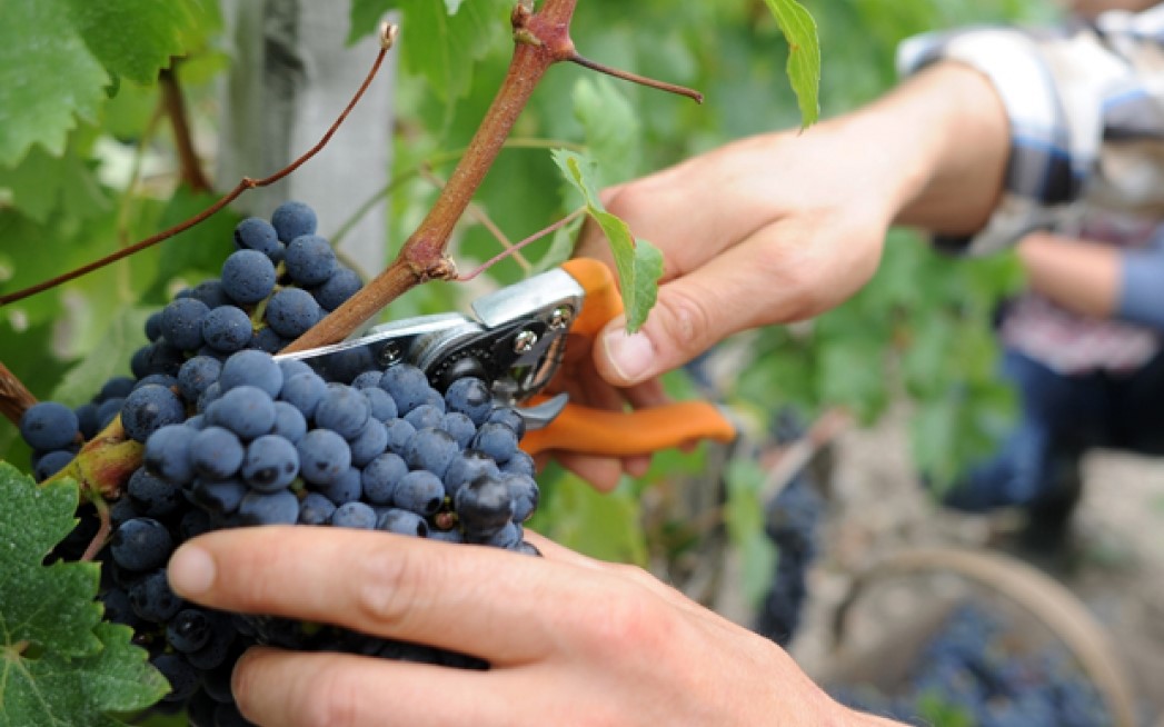 Come raccogliere la frutta per il vino d'uva?