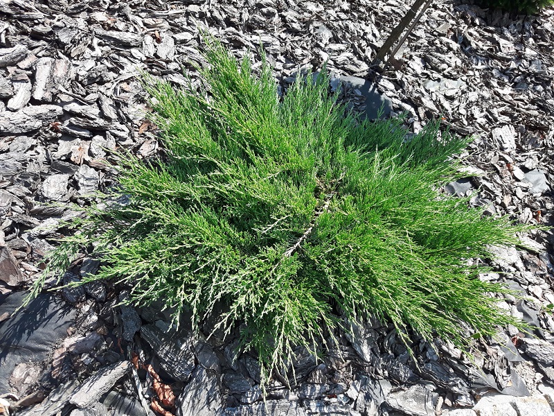 Ginepro strisciante "Glauca" (Juniperus horizontalis "Glauca")
