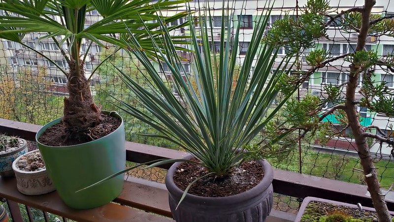 Si può coltivare una pianta di yucca al chiuso?