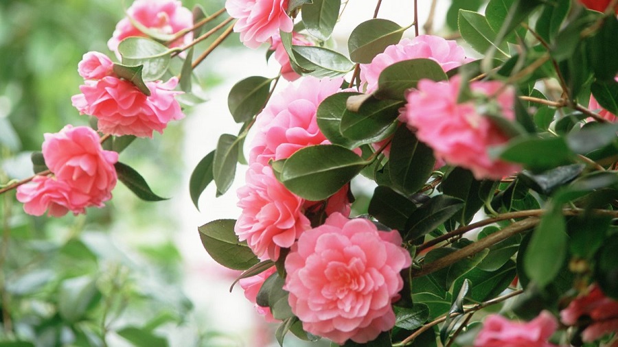 Camellia japonica - propagazione