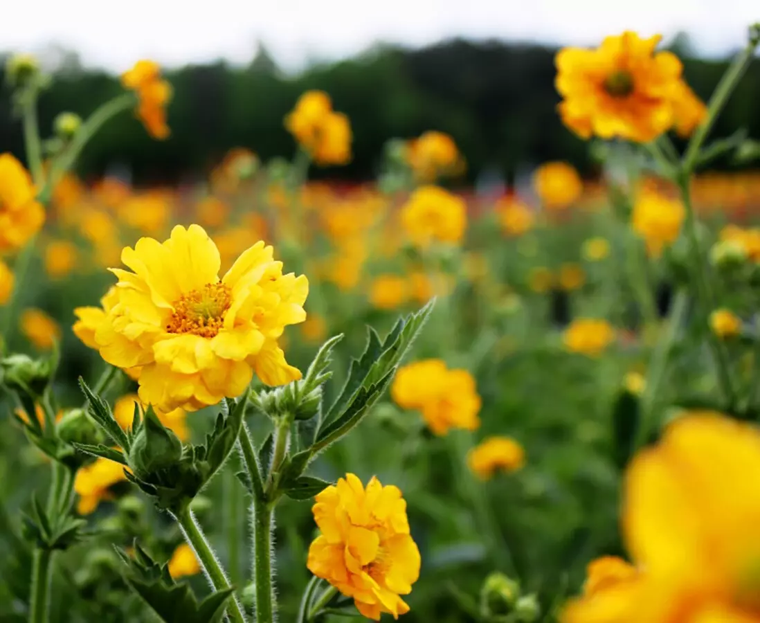 Is geum resistant to pests and diseases?