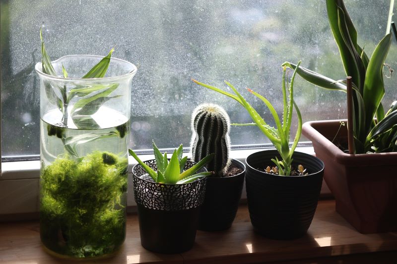 Le piante della casa - cosa dovreste sapere su di loro?