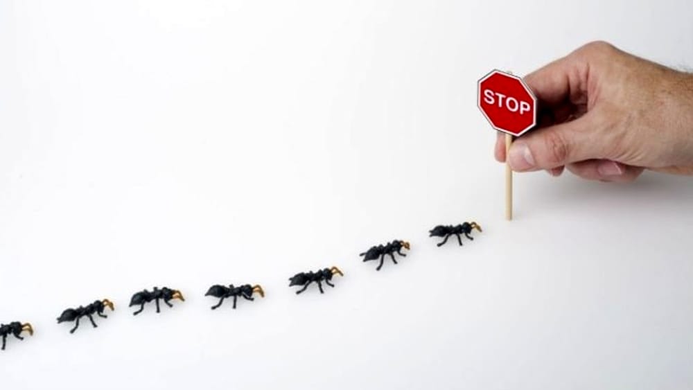 Le formiche in casa - non sono tutte uguali!