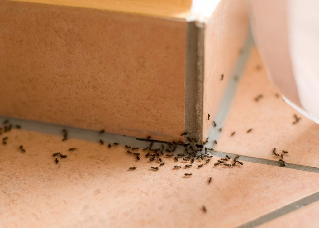 Come liberarsi delle formiche in casa? Rimedi casalinghi per uccidere le formiche
