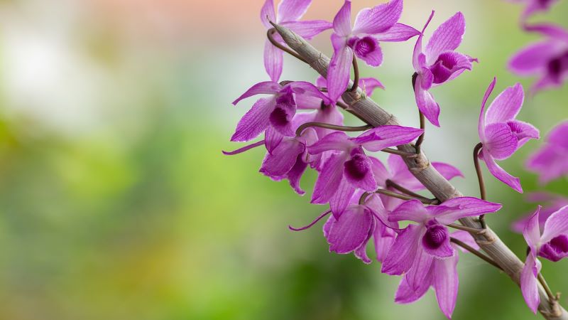 Ci sono tipi di fiori di orchidea che sono facili da coltivare?