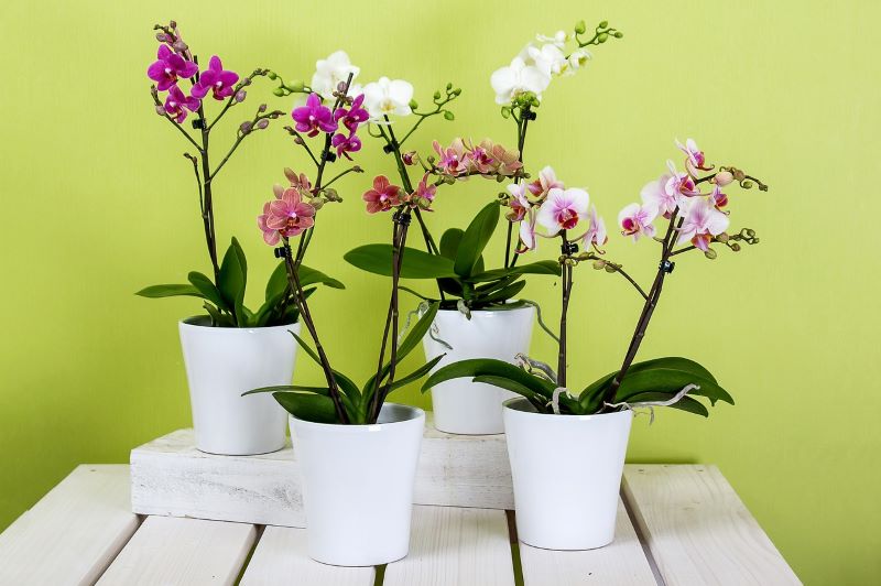 Orchidee... piante in vaso che deliziano tutti