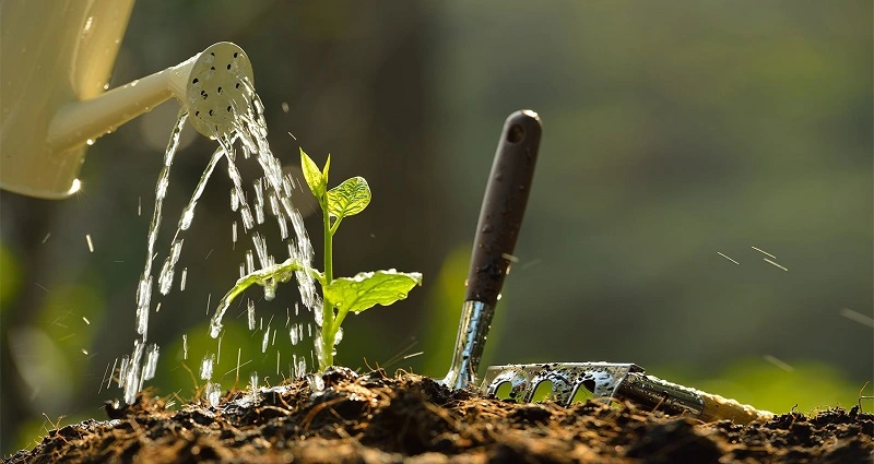 Conservare l'acqua in giardino