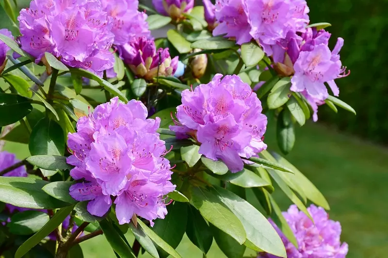 Rododendro (Rhododendron)