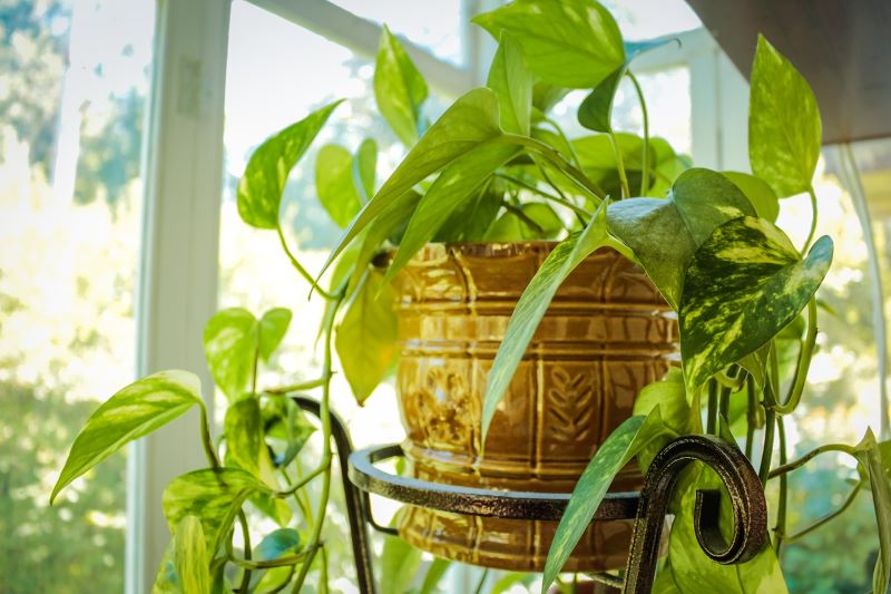 Come prendersi cura delle piante da appartamento?
