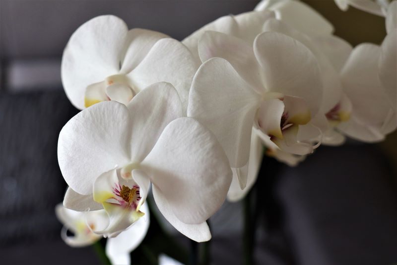 Come prendersi cura di orchidea - orchidea bianca