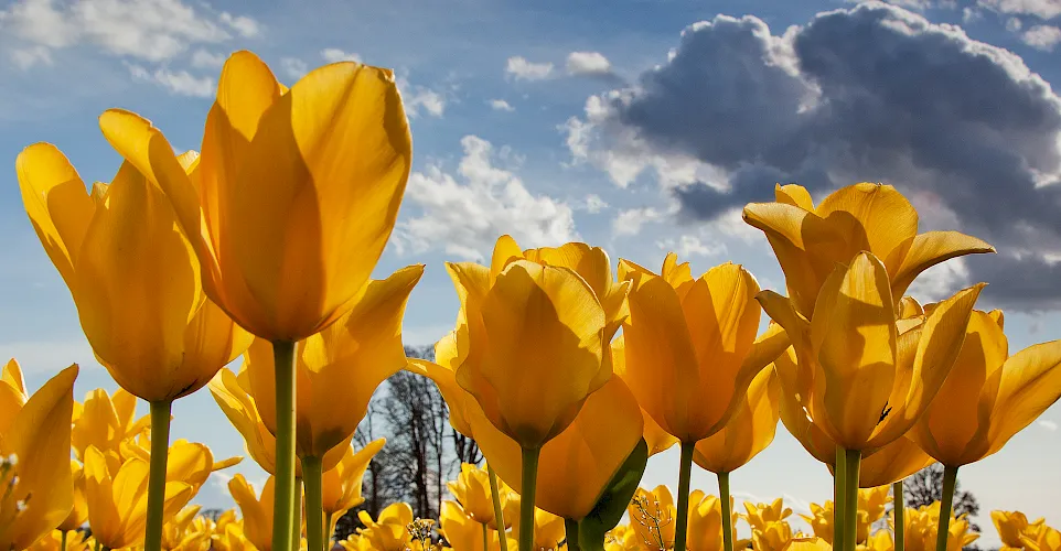 Tulipani - popolari fiori primaverili, perfetti da mettere in un vaso