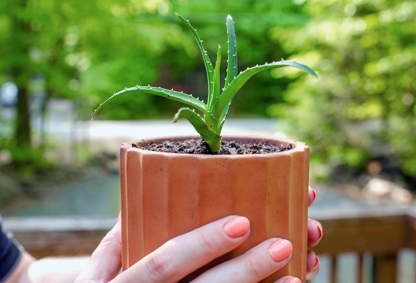 El Poder Calmante de la Planta de Aloe - Aprende a Cultivar Aloe Vera
