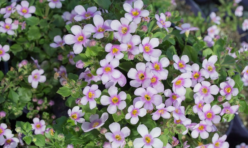 Bakopa – kwiat wielu odmian