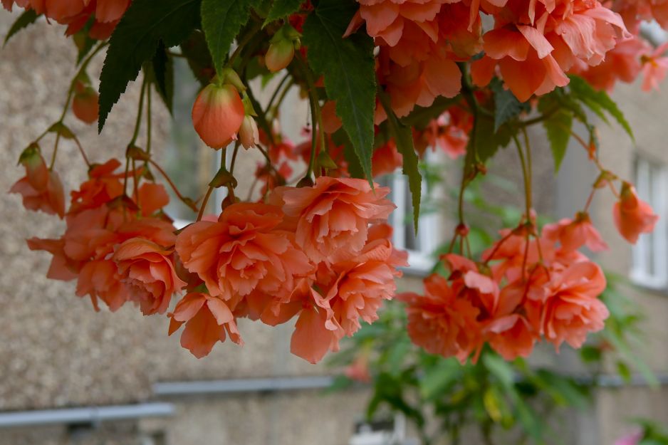 Begonia - kawiaty na balkon