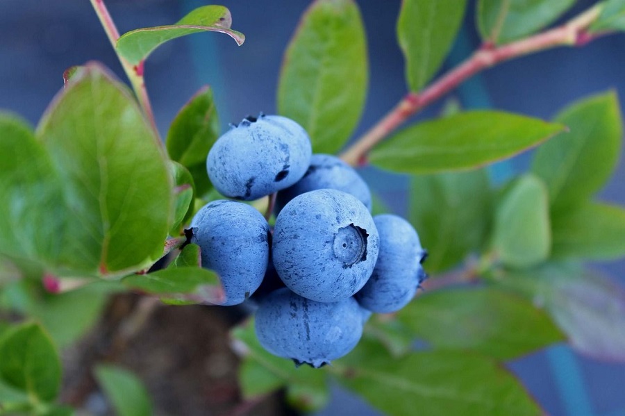 Is it a good idea to plant a highbush blueberry in the garden?