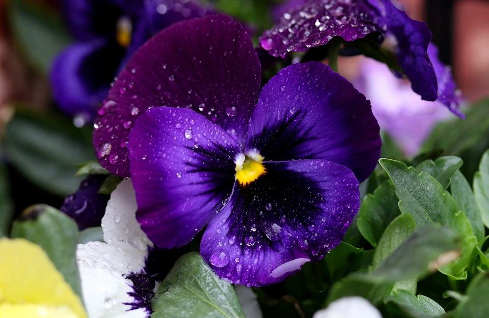 Pansies – what are these flowers?