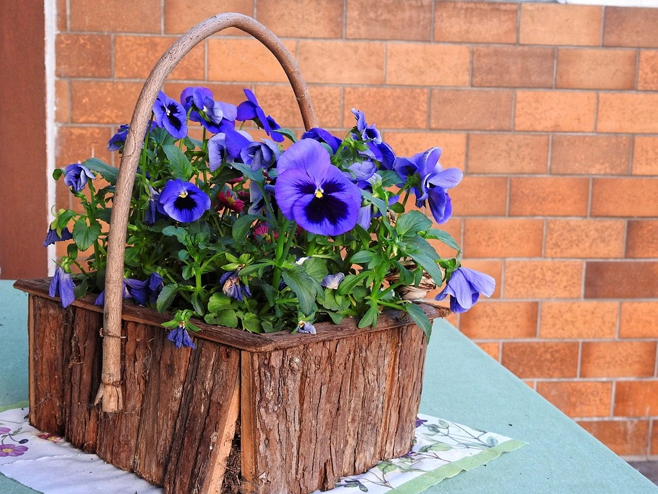 Can you grow pansies in pots?
