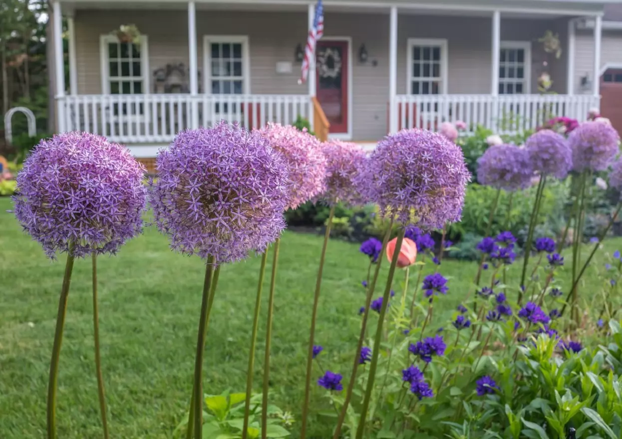 Ornamental Onion - Learn How to Take Care of Allium Flower
