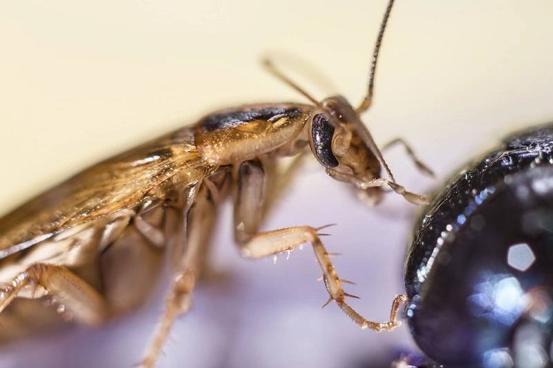 What are cockroaches?