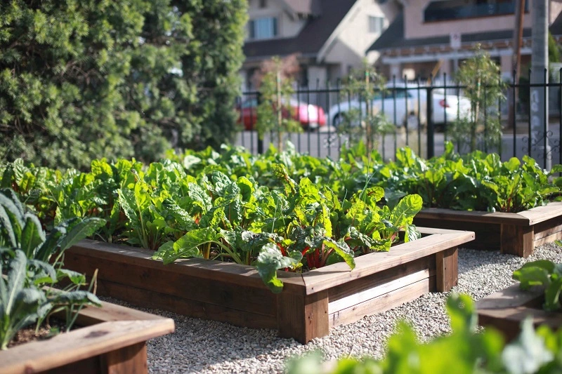 Dlaczego warto mieć swój ogródek warzywny?