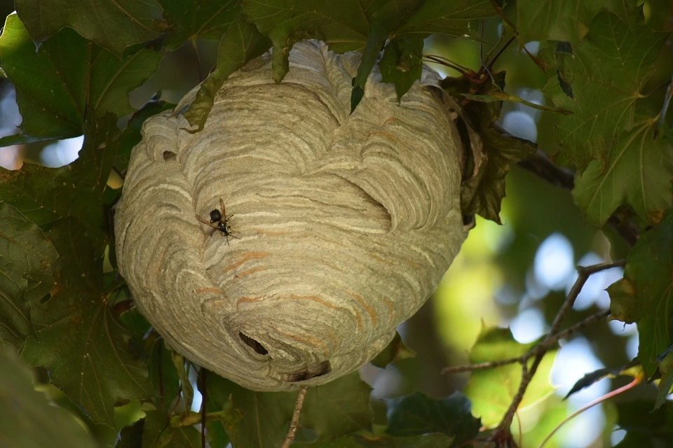 A large hornet's nest – where to report it?