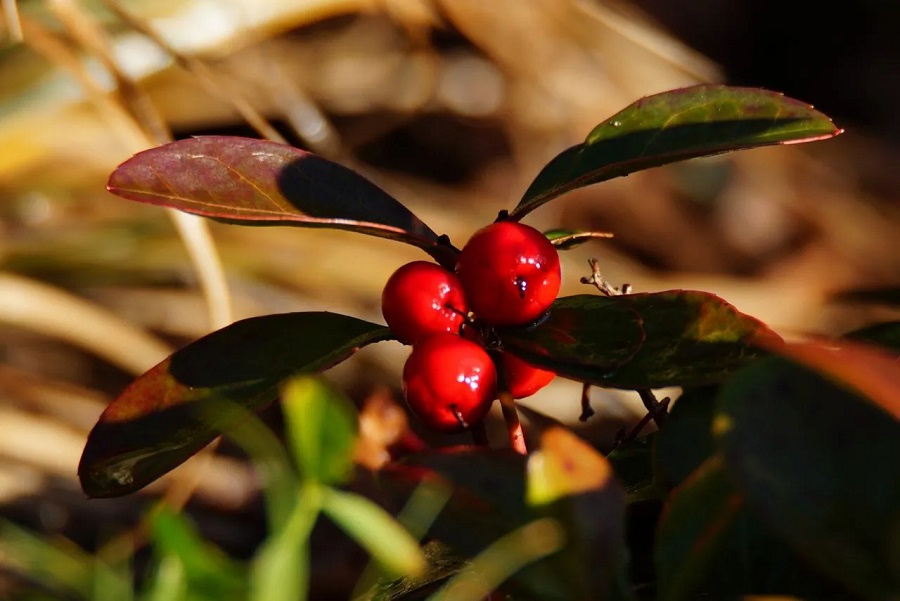 Gaultheria – pests and dangers