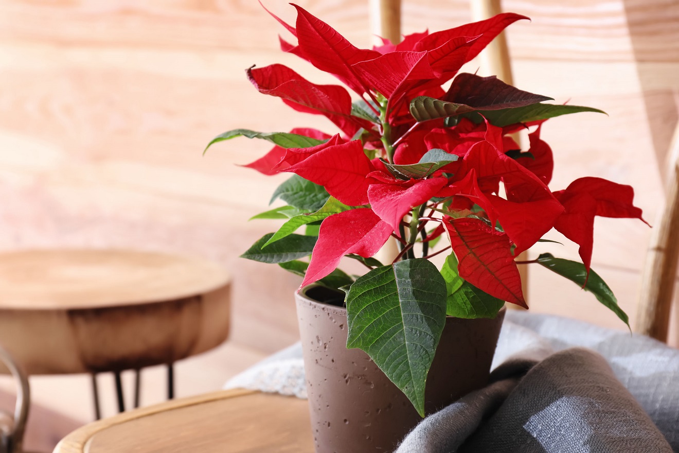 Weihnachtssternpflanze - Wie Pflegt man einen Weihnachtsstern?