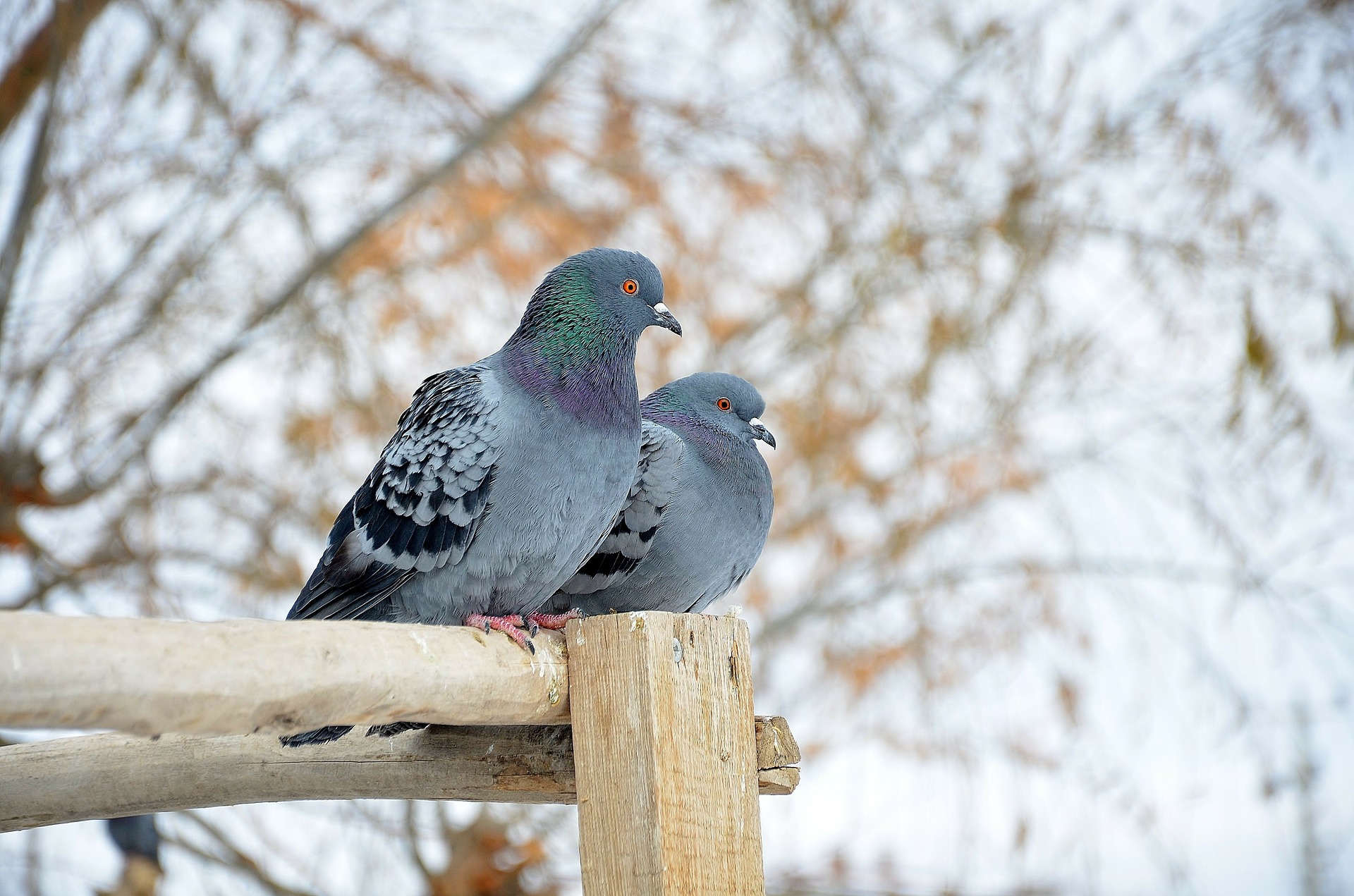 How to Get Rid of Pigeons? 3 Best Pigeon Repellents