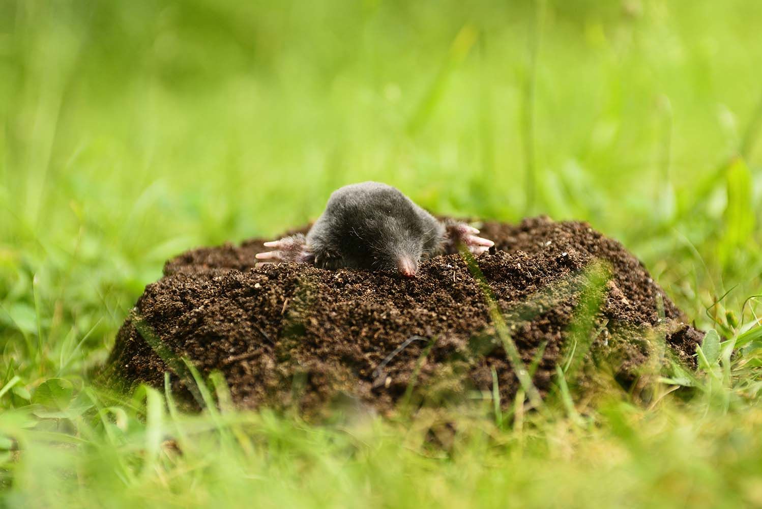 How to Get Rid of Moles? 4 Proven Mole Traps and Repellents