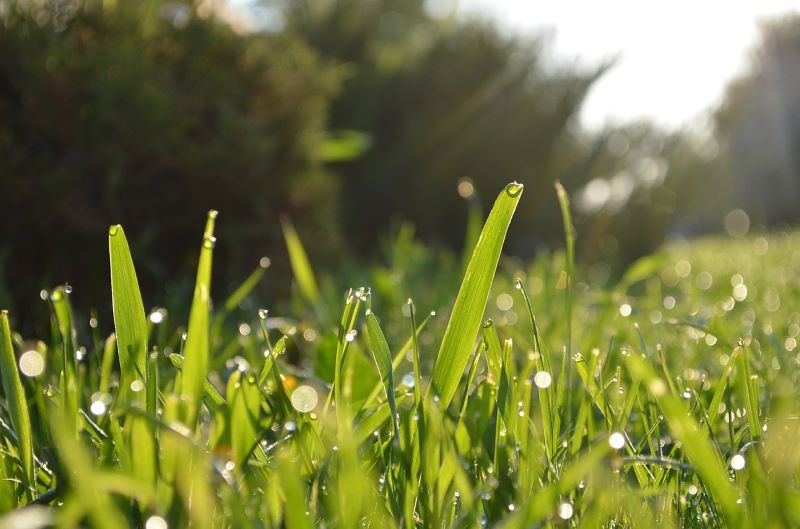 How to Plant Grass Seed? Learn the Secret to a Perfect Lawn