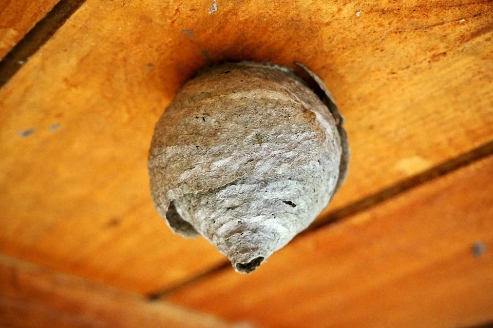 What does a hornet's nest look like?