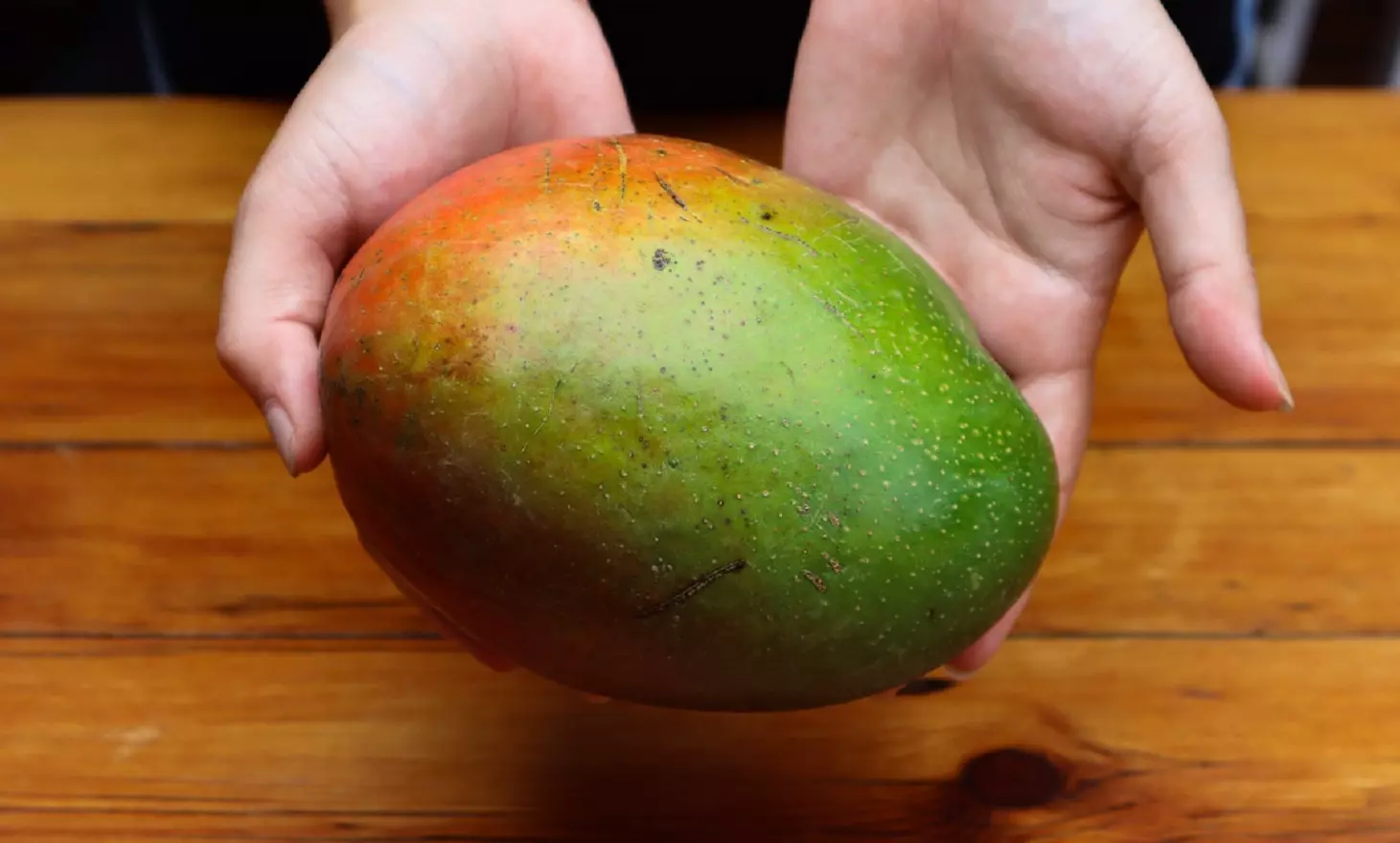 Germinación de Semillas de Mango - Aprenda a Cultivar Mango desde la Semilla