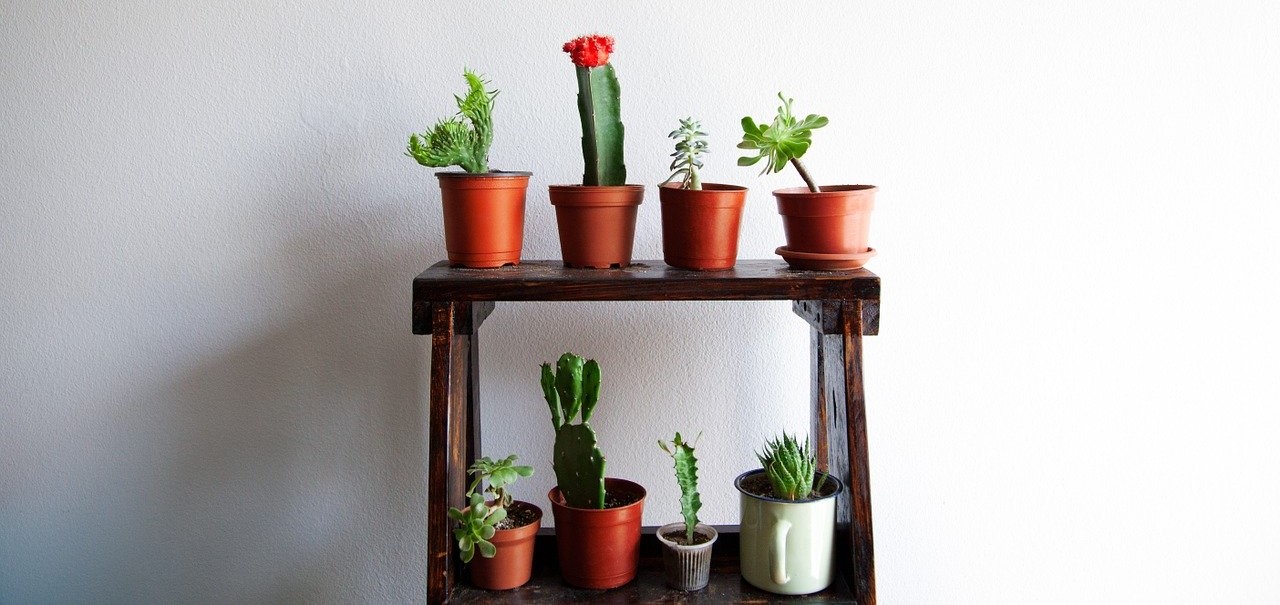 Kaktus doniczkowy - naturalny minimalizm we wnętrzu