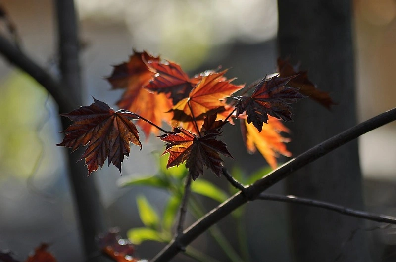What are the common diseases of red maple?