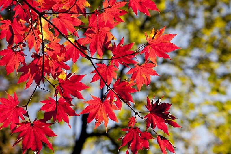 How to grow a red maple in the yard?