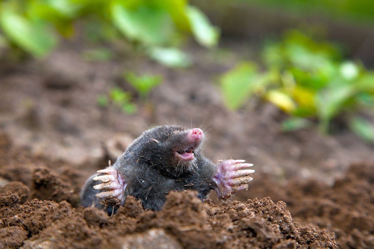 The mole - what kind of animal is it?