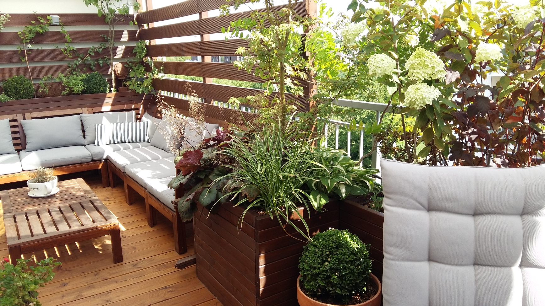 Rośliny pnące na balkon - zielone cieniolubne