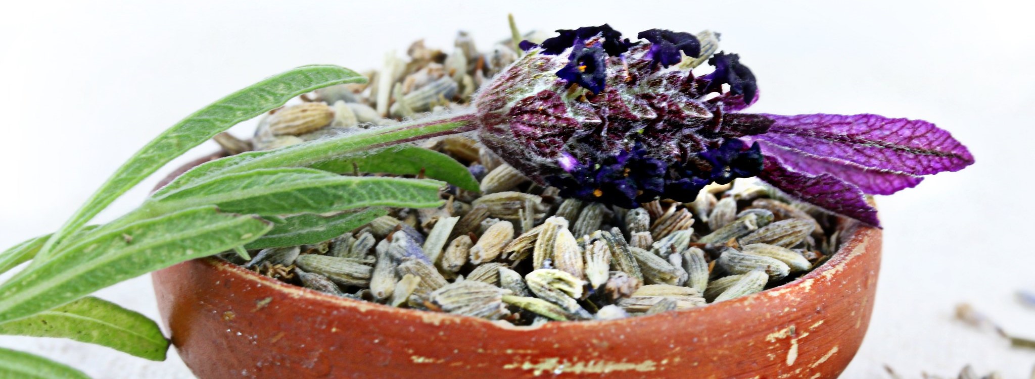Lavender in a pot – what should you know about it?