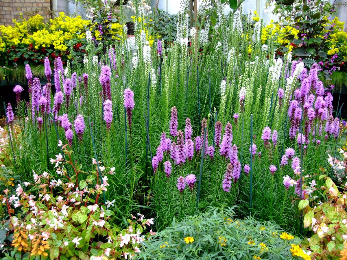 Liatris Spicata - Learn How to Care For Dense Blazing Star