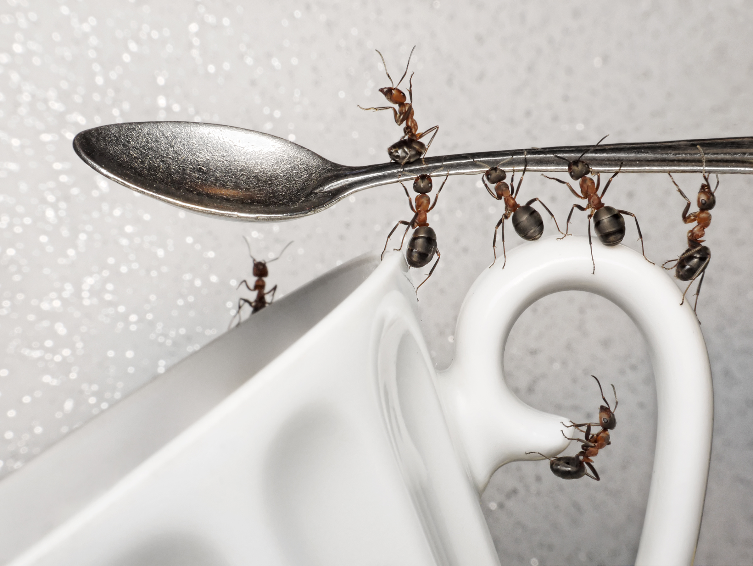 Come Liberarsi delle Formiche in Casa? 4 Modi Facili per Uccidere le Formiche