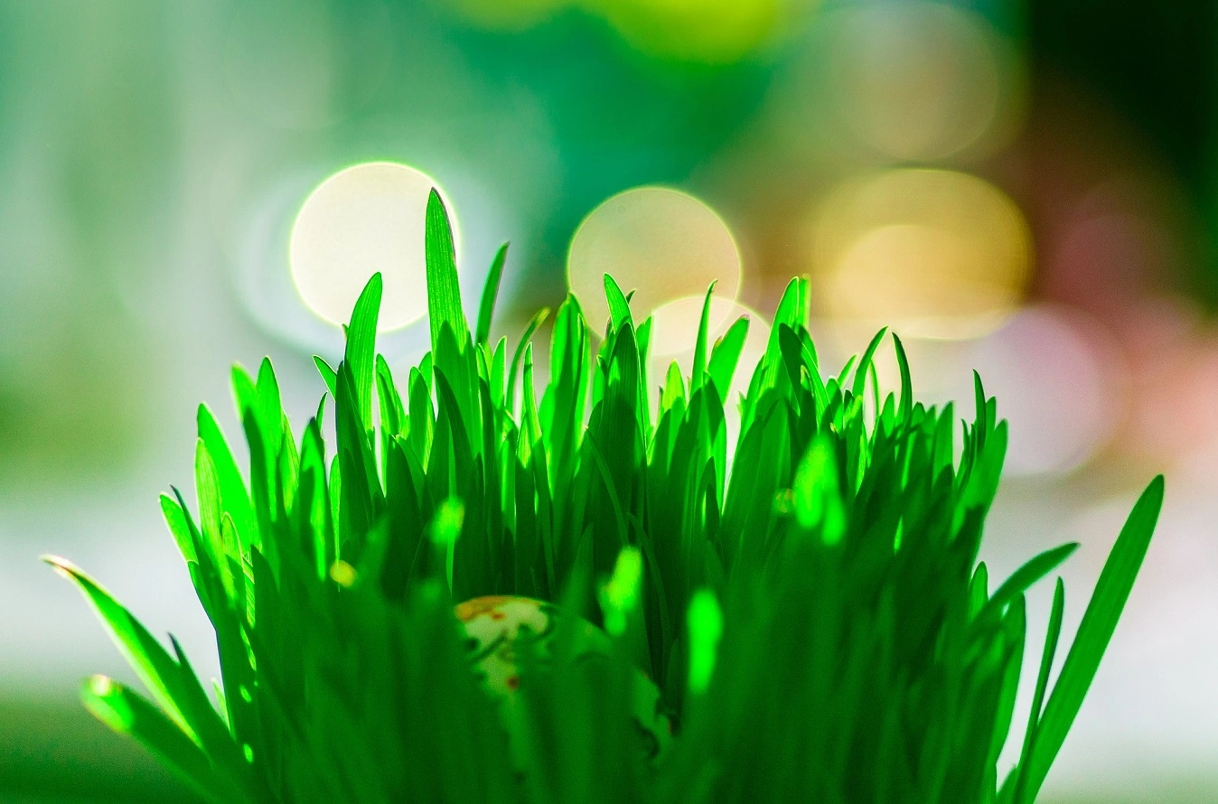 Real Easter Grass - Learn How to Grow Easter Grass for Baskets
