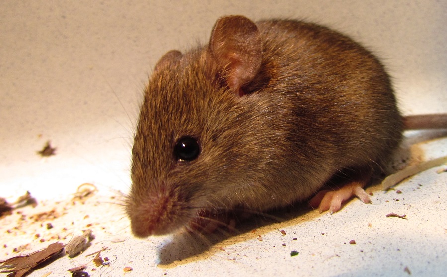 Po czym poznać, że są myszy w domu?