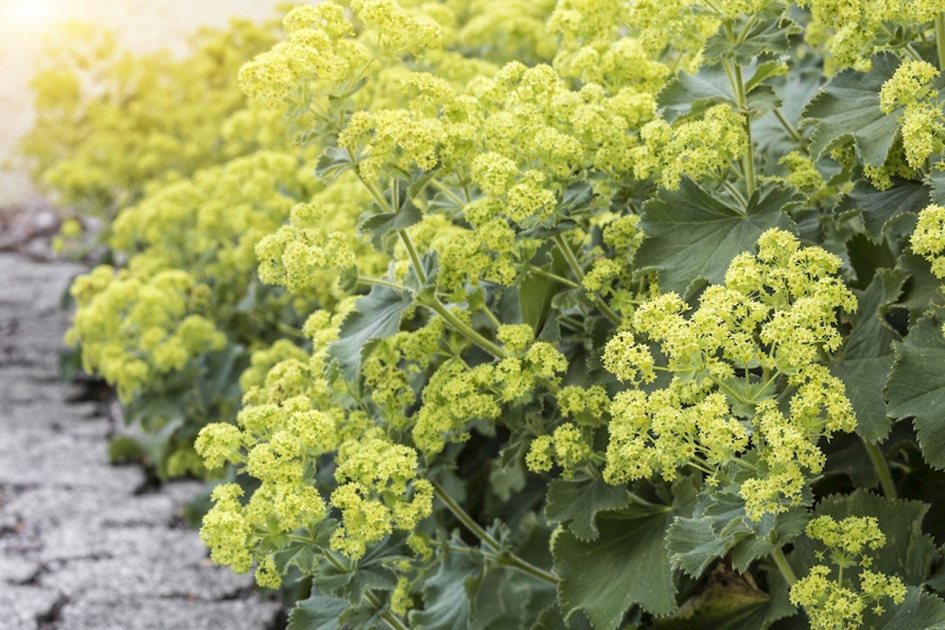 Lady's Mantle Plant Care Guide - Beautiful Flower of Many Benefits