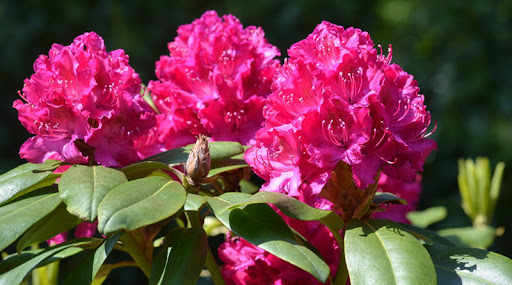 Różanecznik rododendron roślina ogrodowa
