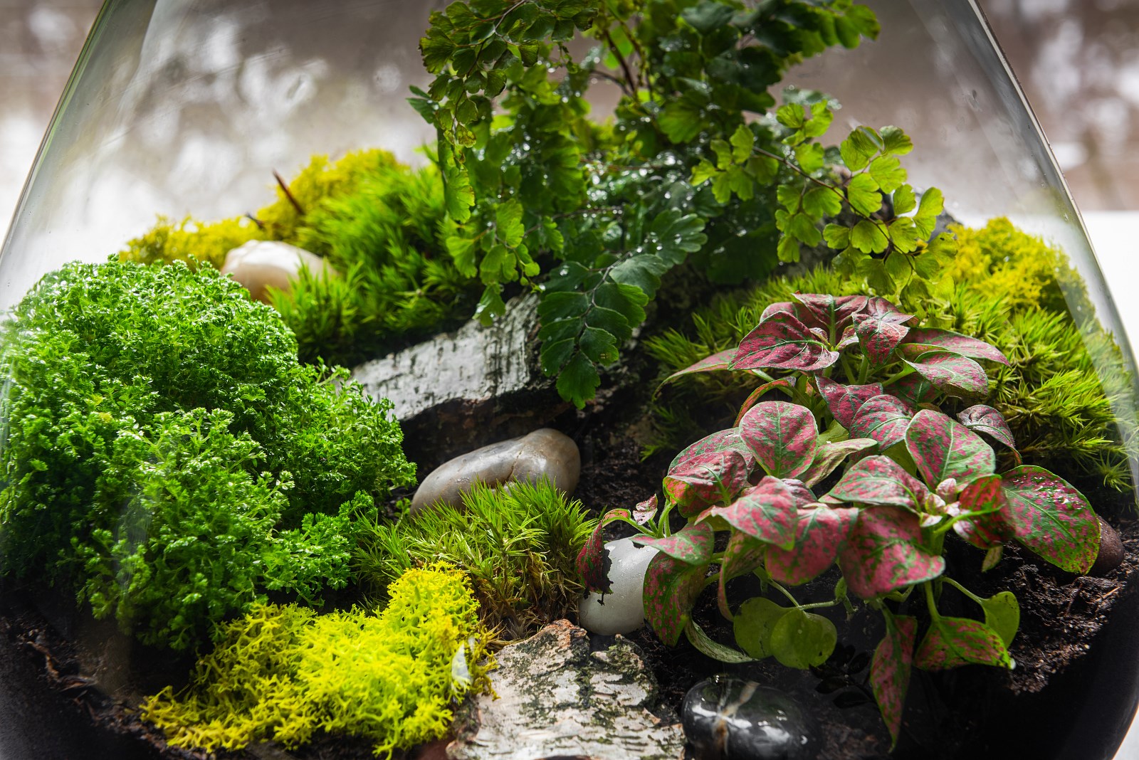 How to pick the right terrarium plants?