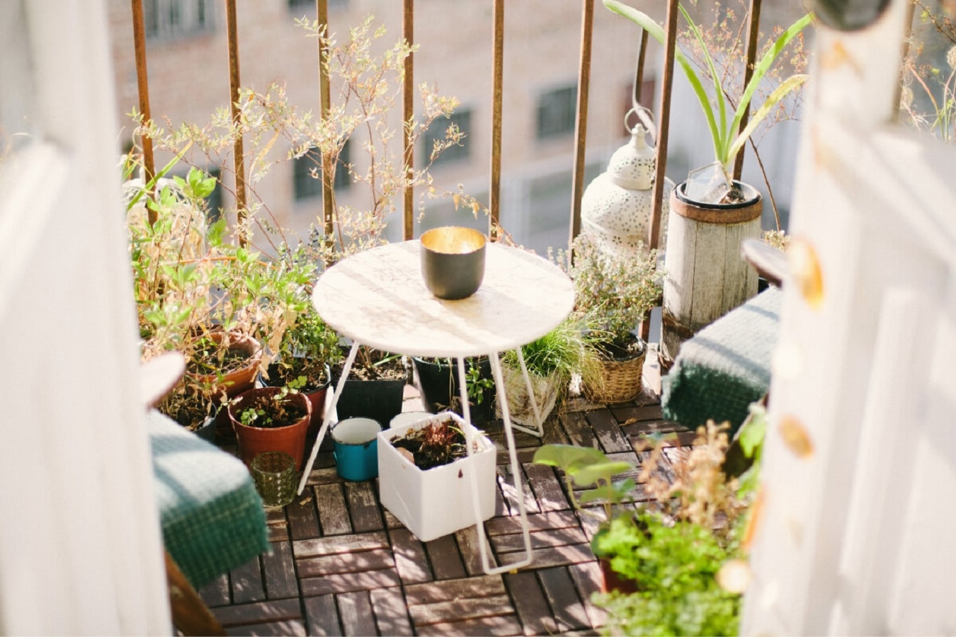 4 Best Outdoor Climbing Plants to Grow on Your Balcony or Patio