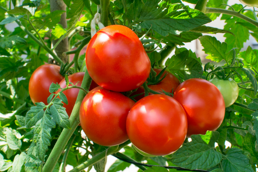 Właściwe sadzenie pomidorów - jak zapobiegać częstym chorobom tych roślin?