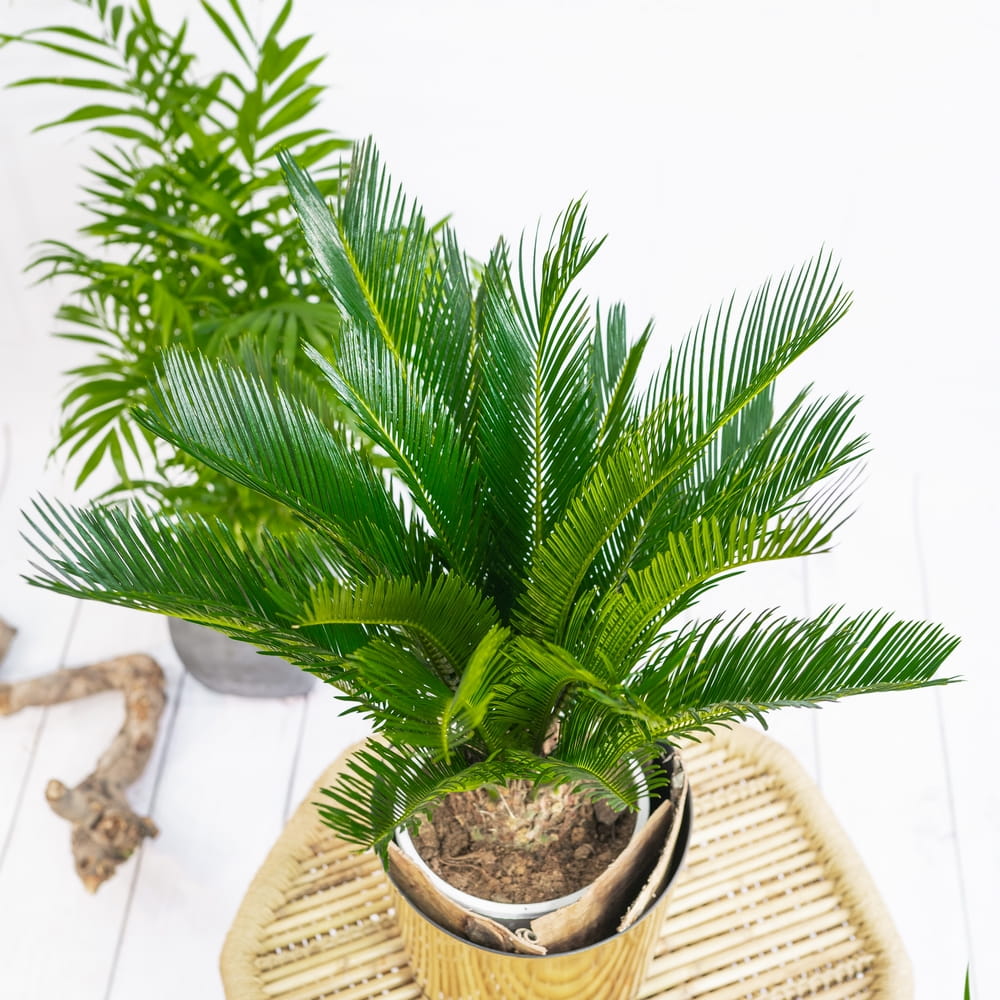 Sago palm - exotic living room plants